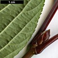SpeciesSub: f. grandiflorum